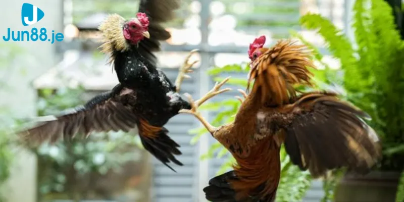 Cách thức đăng ký cũng khá đơn giản, nhanh chóng và cực an toàn cho bet thủ